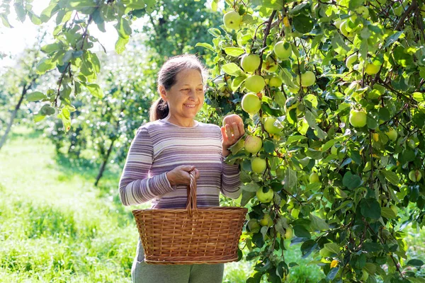 Mature  woman    at  apple tree. — Stock Photo, Image