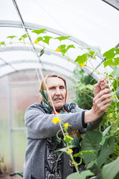 Стара жінка працює в теплиці з врожаєм — стокове фото