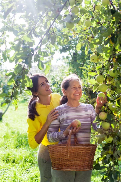 Жінка з дорослою дочкою в яблучному саду . — стокове фото