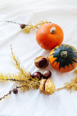 Güzel sonbahar kestane ve balkabaklarıyla dolu sakin bir hayat