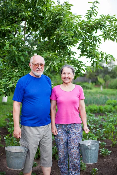 Man and woman working in  vegetable  garden — Stock Photo, Image