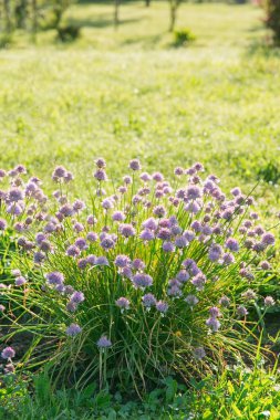 Güneşli bir sebze Bahçe yatakta Mor çiçek açan chives