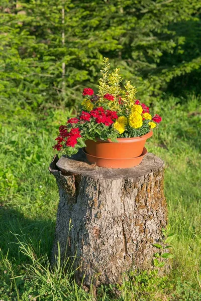 Pot Flowers Stump — Stock Photo, Image