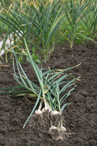 Freshly Picked Garlic Bulbs Soil — Stock Photo, Image