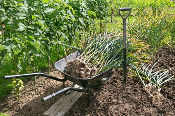 Свежесобранные чесночные луковицы на земле
 