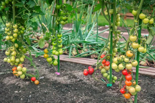 Gradually ripening tomatoes in the field