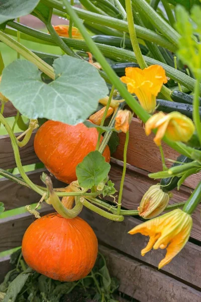 Hokkaido Pompoenen Rijping Flowerbed — Stockfoto