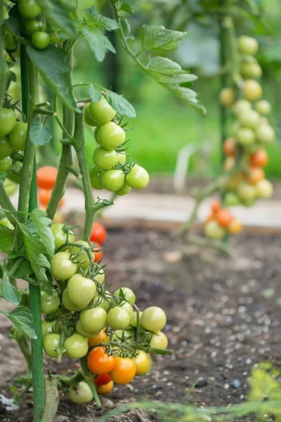 Gradually ripening tomatoes in the field