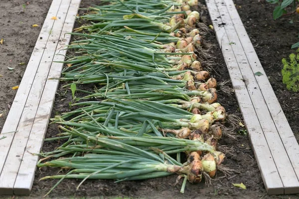 Freshly Dug Onion Bulbs Ground — Stock Photo, Image