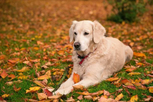 Portret Jonge Hond Spelen Weide — Stockfoto