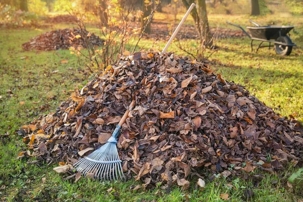Stapel Herfstbladeren Met Ventilatorhark Het Gazon — Stockfoto