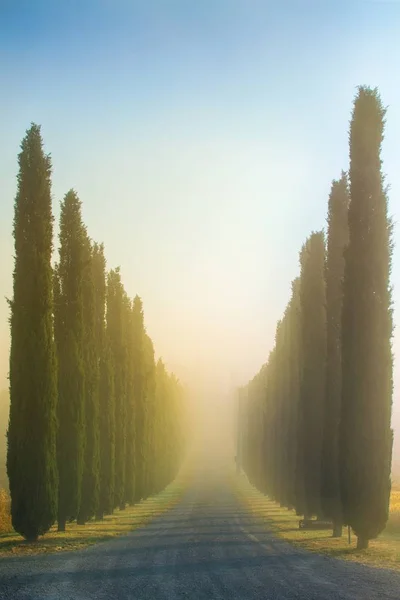 Idyllic Tuscan Landscape Cypress Alley Sunrise Pienza Vall Orcia Italy — Stock Photo, Image