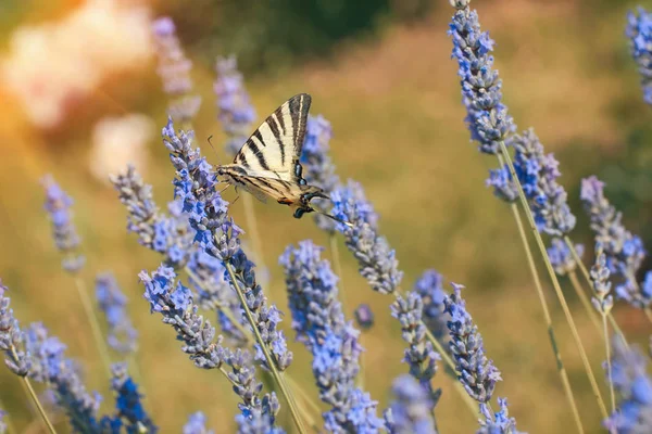 Ein Gelber Schwalbenschwanz Schmetterling Papilio Multicaudata Auf Einer Lavendelblüte — Stockfoto