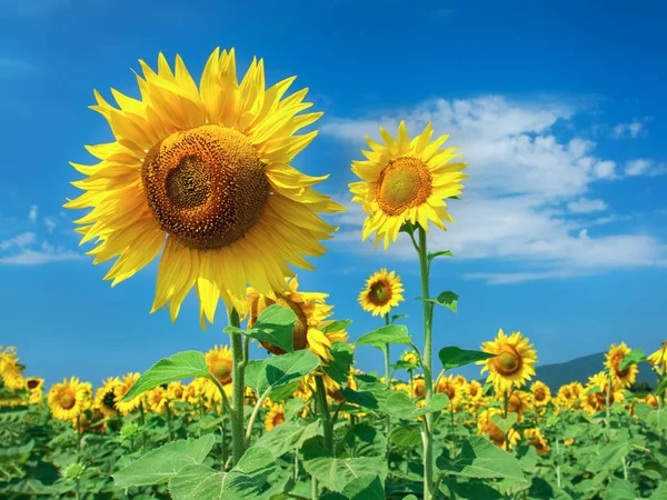 Jasně Žluté Oranžové Slunečnicový Květ Hřišti — Stock fotografie