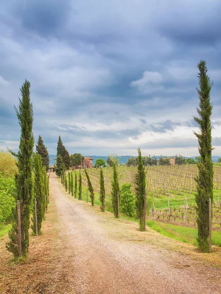 Cypress Alley Tuscany Italy — Stock Photo, Image