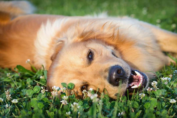 在草地上玩耍的小狗狗的画像 — 图库照片