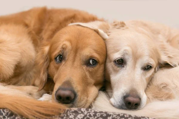 Blick Auf Zwei Hunde Liegend Golden Retrieve — Stockfoto