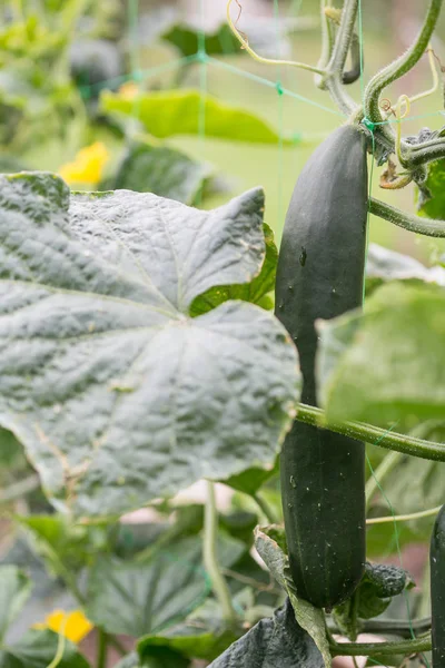 Pepinos en el jardín —  Fotos de Stock