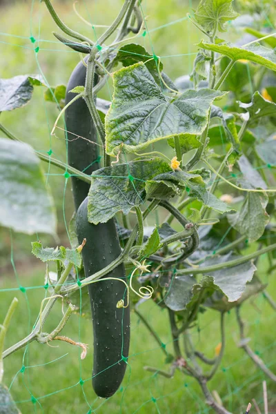 Pepinos en el jardín —  Fotos de Stock