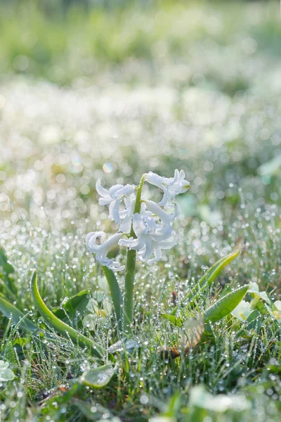 Gartenblumen — Stockfoto