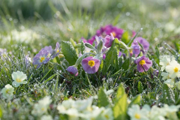 Garden flowers — Stock Photo, Image