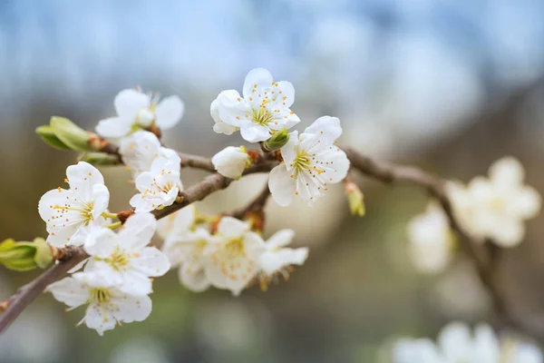 Švestkové květy — Stock fotografie