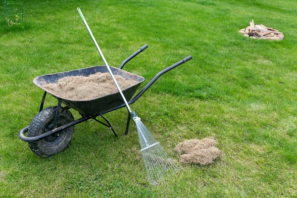 Verticuteren gazon met een rake mos verwijderen in de lente tuin Stockfoto