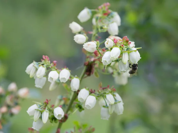 Flowering Canadian blueberry Stock Photo