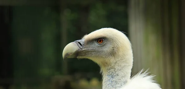 Eurazjatycki Griffon Zbliżenie Portret — Zdjęcie stockowe