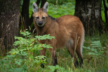 Maned wolf (Chrysocyon brachyurus). Vahşi yaşam hayvanı. Güney Amerika hayvanı