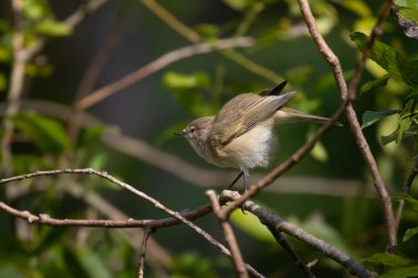 Yaygın şifaff, Phylloscopus collybita. Bir kuş bir dala oturur