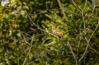 Woodlark, Lullula Arborea 'da. Bir dalda oturan bir kuş. Arkaplanda orman.