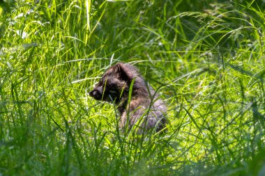 Genç rakun köpeği (Nyctereutes procyonoides) ya da mangut kalın çalılıklarda kaldırılmış başıyla uzanır