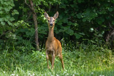Ormanda Roe geyiği, Capreolus Capreolus. Çimlerin üzerinde yürüyorum