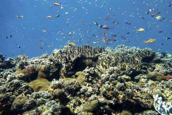 Una Barriera Corallina Piena Pesci Indonesia — Foto Stock
