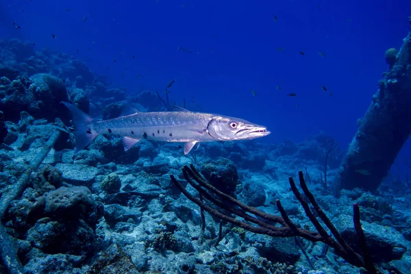 Barracuda Simning Ett Korallrev — Stockfoto