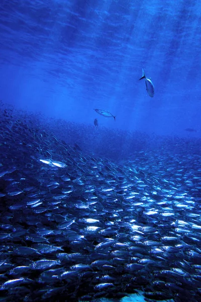 Schooling fish underwater of the island of  Bonaire in the Caribbean