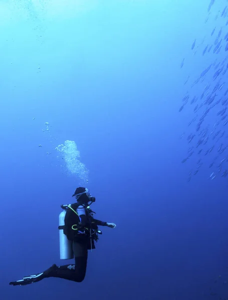 Komodo Ulusal Parkı, Endonezya tropikal balıkların bir sürüsü bakmak bir dalgıç