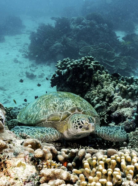 Uma Tartaruga Marinha Descansando Uma Cama Coral Parque Nacional Komodo Imagem De Stock