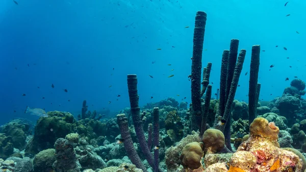 Coral Colorido Uma Bela Paisagem Subaquática — Fotografia de Stock