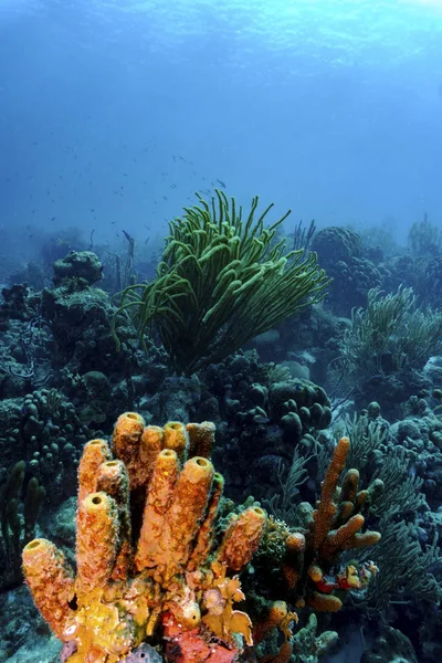 Corallo Colorato Bellissimo Paesaggio Subacqueo — Foto Stock