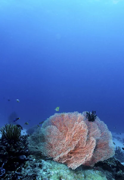 Kleurrijk Koraal Een Prachtig Onderwater Landschap — Stockfoto