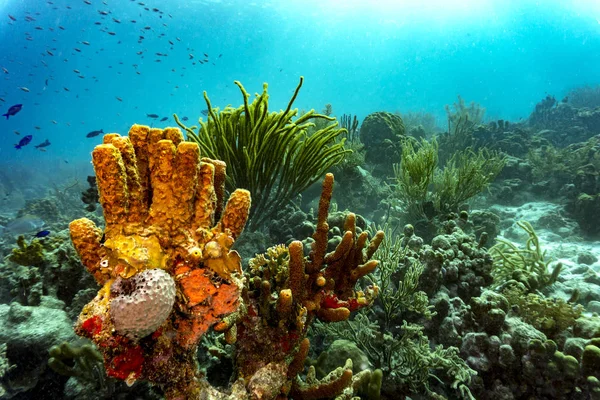 美丽的水下景观中五颜六色的珊瑚 — 图库照片