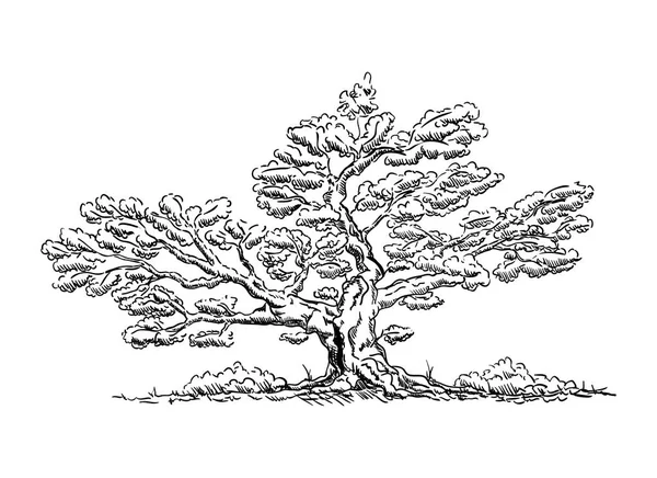 ベクトル 大きな古い木 背景に隔離された — ストックベクタ