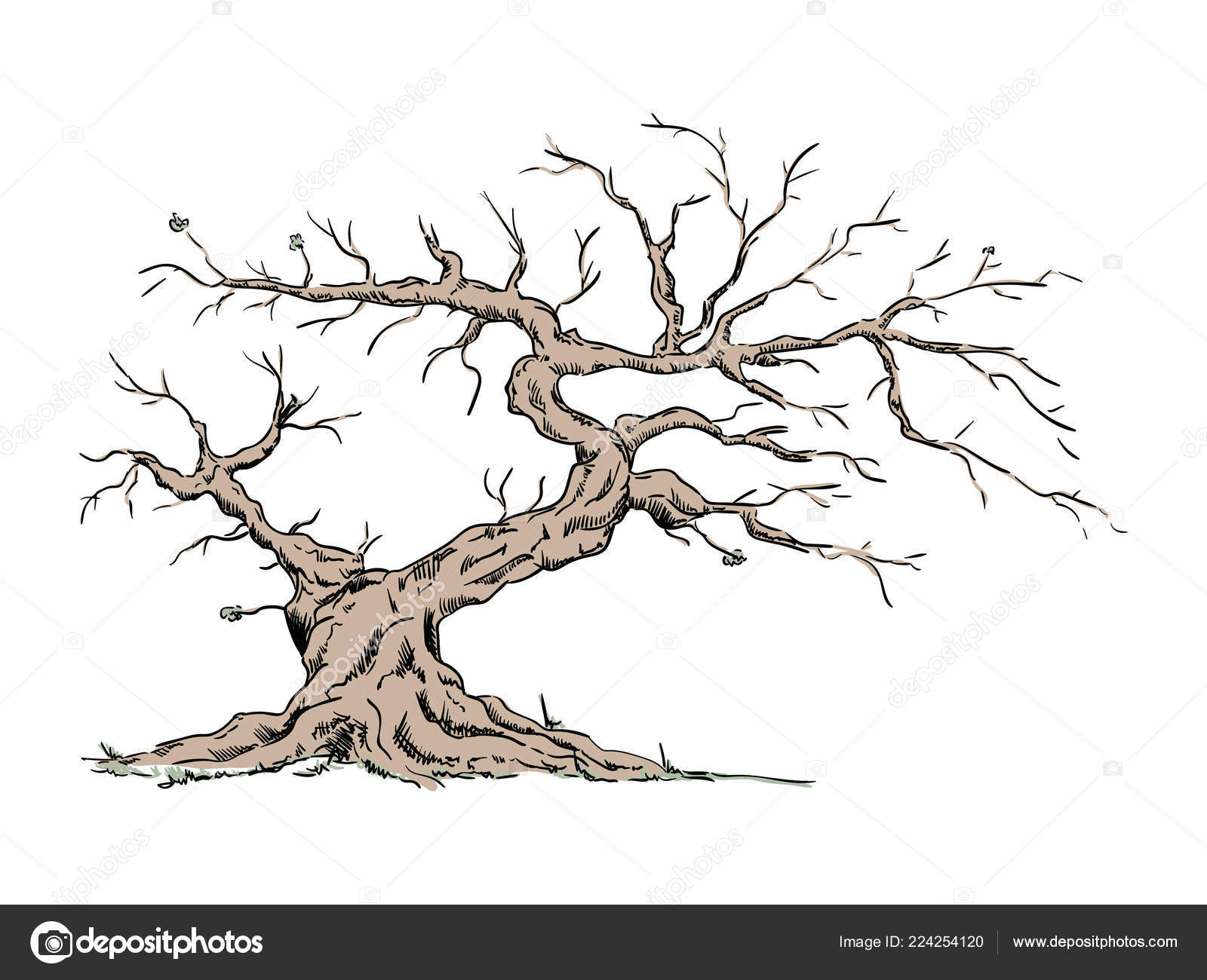 Immagini vettoriali stock di Dibujar tronco de árbol de raíz | DepositPhotos, image size:1600x1300
