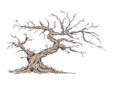 vektör - Büyük yaşlı ağaç - arkaplanda izole