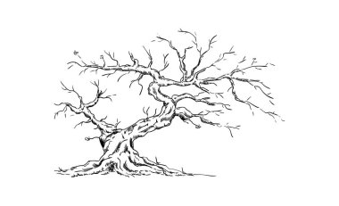 vektör - Büyük yaşlı ağaç - arkaplanda izole
