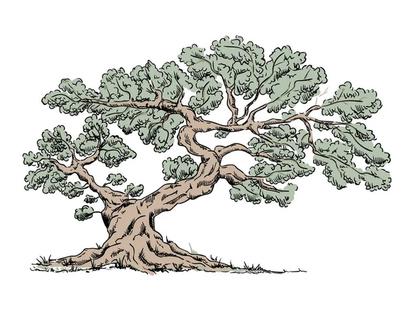 Vetor Árvore Velha Grande Isolado Fundo — Vetor de Stock
