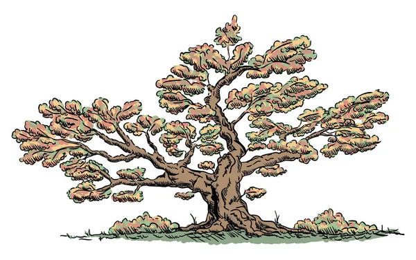 Vector Μεγάλο Παλιό Δέντρο Απομονωμένο Φόντο — Διανυσματικό Αρχείο