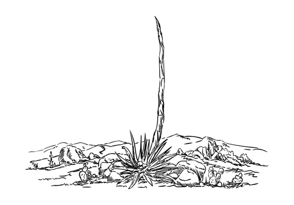 Cactus del deserto — Vettoriale Stock